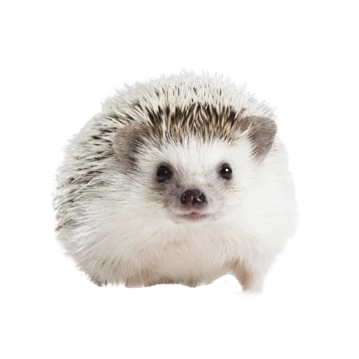 Sticker from the "hedgehogs Beauty Stickers" sticker pack