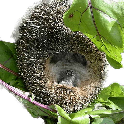 Стикер из набора "hedgehogs Beauty Stickers"