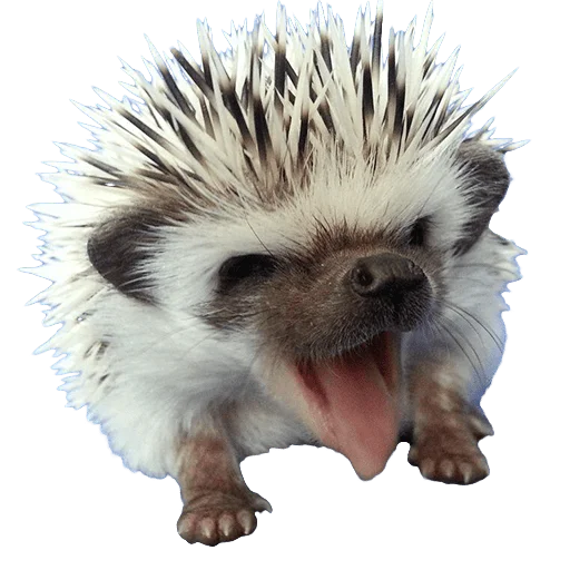 Sticker from the "hedgehogs Beauty Stickers" sticker pack