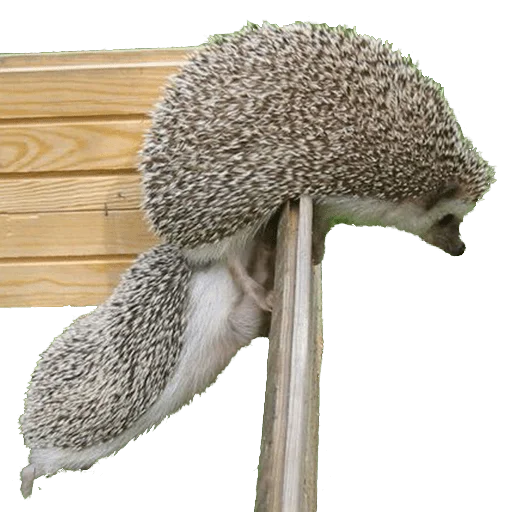 Стикер из набора "hedgehogs Beauty Stickers"