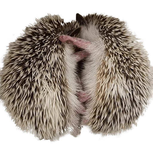 Sticker from the "hedgehogs Beauty Stickers" sticker pack