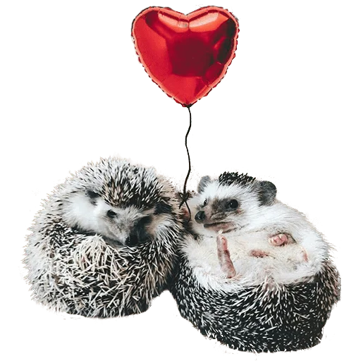 Sticker from the "hedgehogs Beauty Stickers" sticker pack