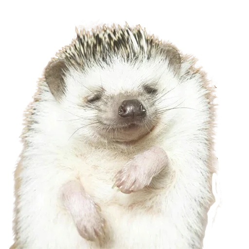 Sticker from the "hedgehogs Beauty Stickers" sticker pack