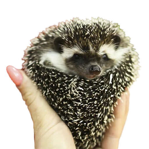 Sticker from the "hedgehogs Beauty Stickers" sticker pack