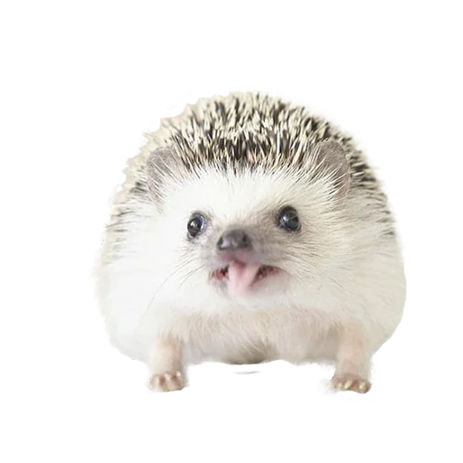 Стикер из набора "hedgehogs Beauty Stickers"