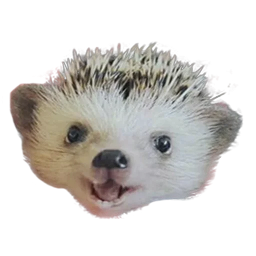 Sticker from the "hedgehogs Beauty Stickers" sticker pack