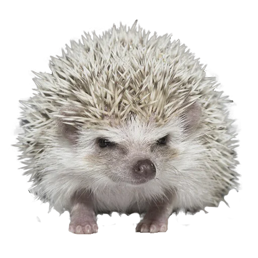 Sticker from the "hedgehogs Beauty Stickers" sticker pack