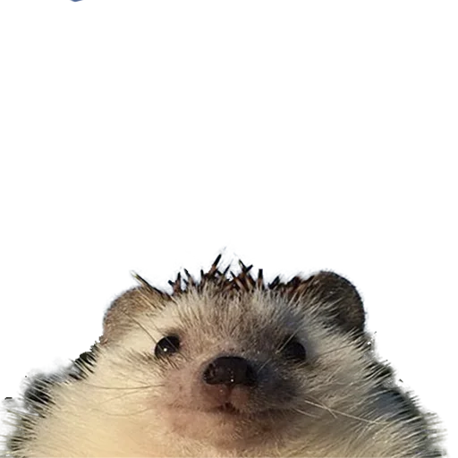 Sticker from the "hedgehogs Beauty Stickers" sticker pack