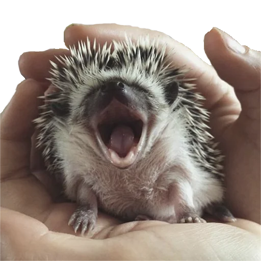 Стикер из набора "hedgehogs Beauty Stickers"