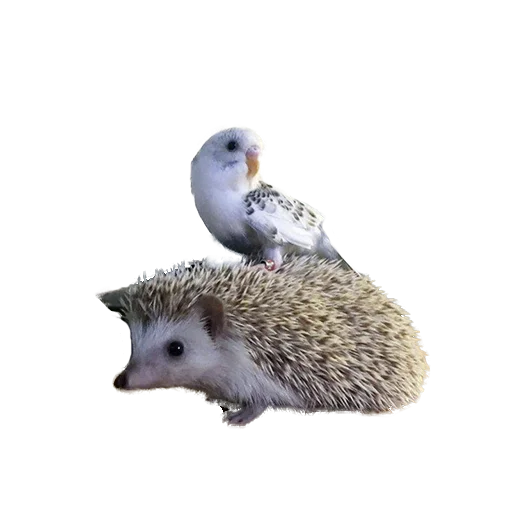 Стикер из набора "hedgehogs Beauty Stickers"