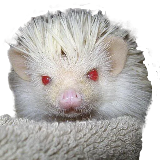 Sticker from the "hedgehogs Beauty Stickers" sticker pack