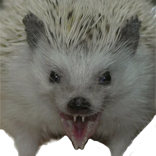 Sticker from the "hedgehogs Beauty Stickers" sticker pack