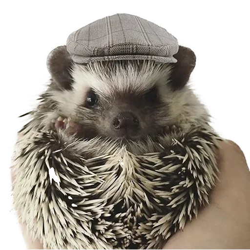 Sticker from the "hedgehogs Beauty Stickers" sticker pack