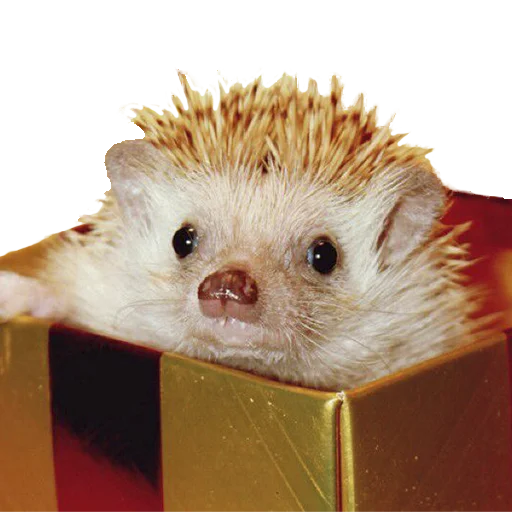 Стикер из набора "hedgehogs Beauty Stickers"