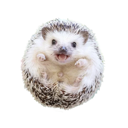 Sticker from the "hedgehogs Beauty Stickers" sticker pack