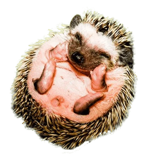 Sticker from the "hedgehogs Beauty Stickers" sticker pack