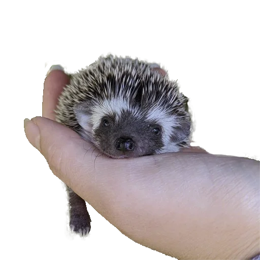 Стикер из набора "hedgehogs Beauty Stickers"