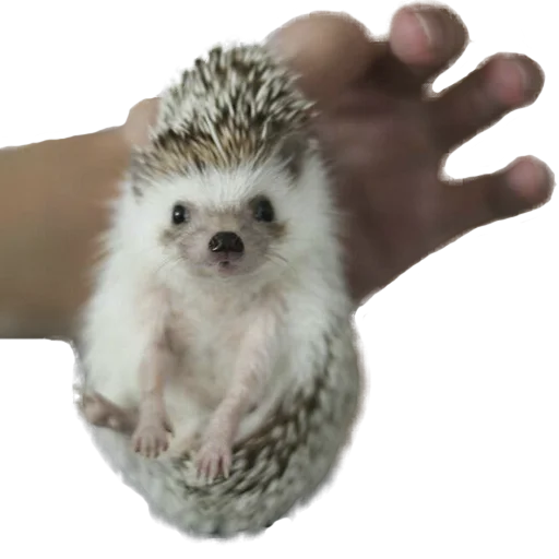 Стикер из набора "hedgehogs Beauty Stickers"