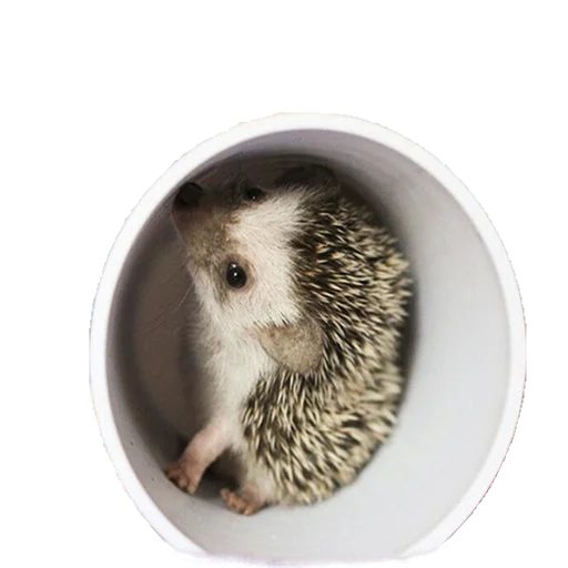 Стикер из набора "hedgehogs Beauty Stickers"