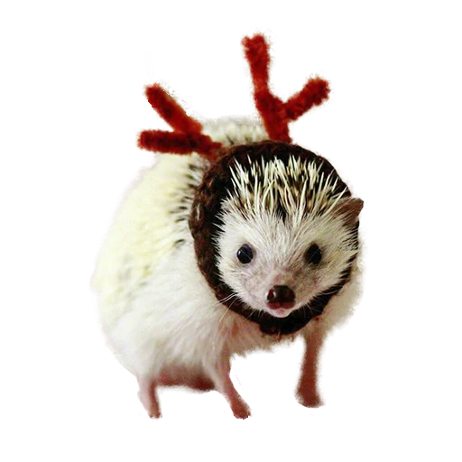 Sticker from the "hedgehogs Beauty Stickers" sticker pack