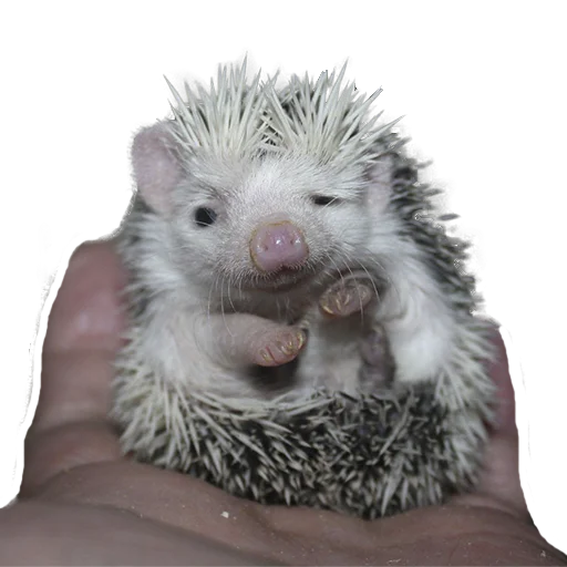 Стикер из набора "hedgehogs Beauty Stickers"