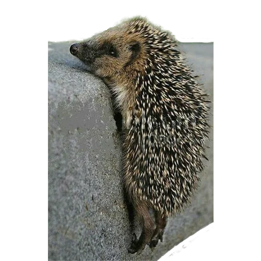 Стикер из набора "hedgehogs Beauty Stickers"