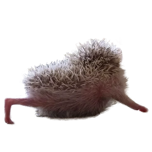 Стикер из набора "hedgehogs Beauty Stickers"