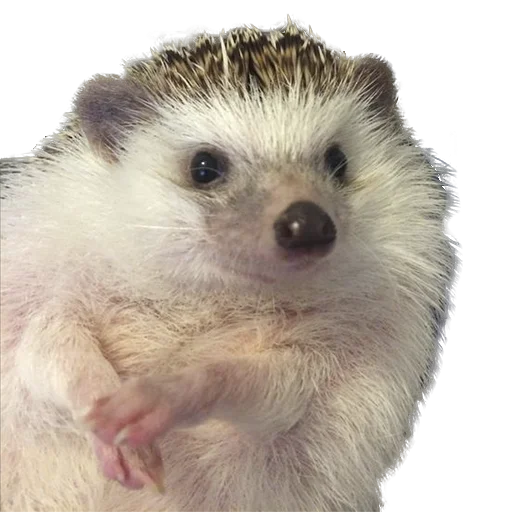 Sticker from the "hedgehogs Beauty Stickers" sticker pack