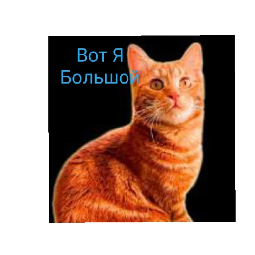 Sticker from the "Симбочка Пимпочка Обновление 4" sticker pack