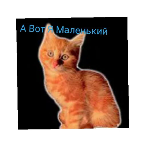 Sticker from the "Симбочка Пимпочка Обновление 4" sticker pack