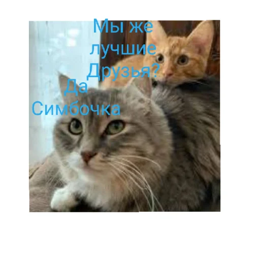 Sticker from the "Симбочка Пимпочка Обновление 4" sticker pack