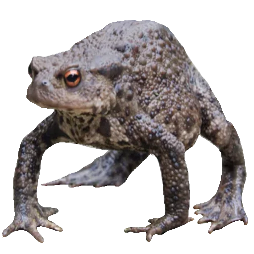 Sticker from the "Toad" sticker pack