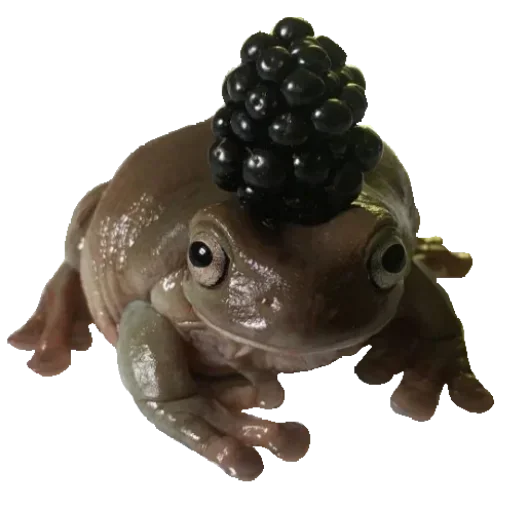 Sticker Toad