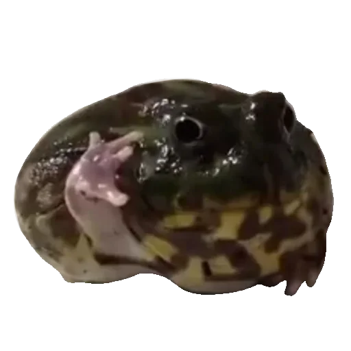 Sticker Toad