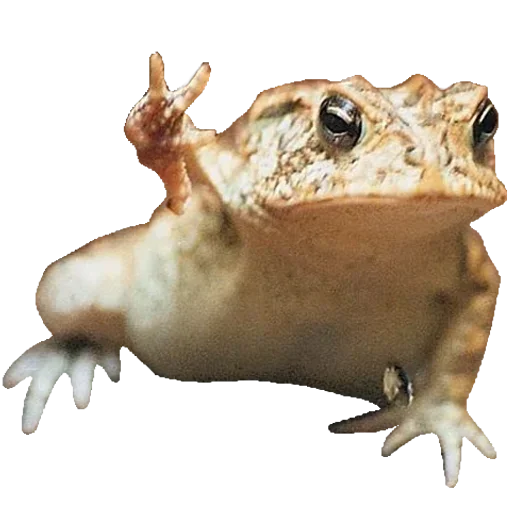 Sticker Toad