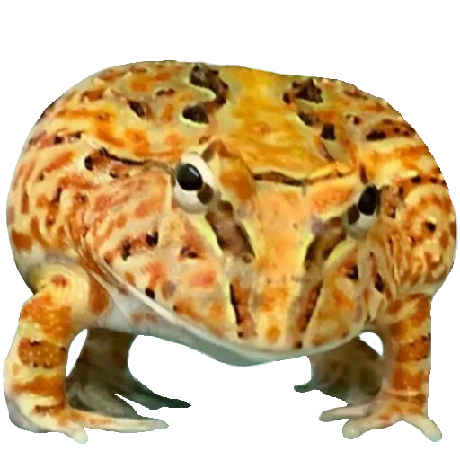 Sticker Toad