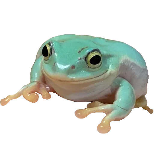 Sticker Toad