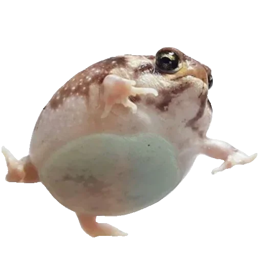 Sticker Toad