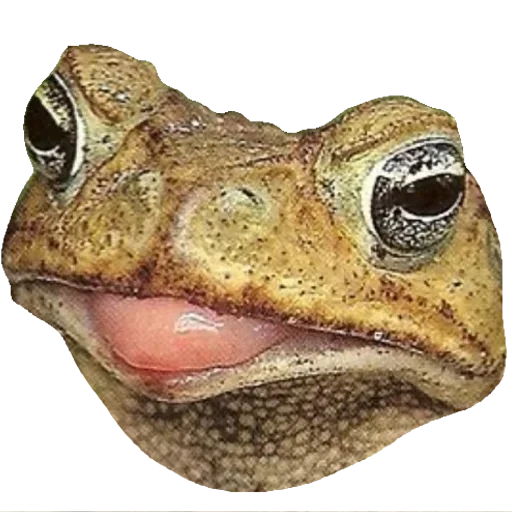 Sticker from the "Toad" sticker pack