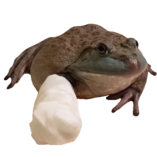 Sticker Toad