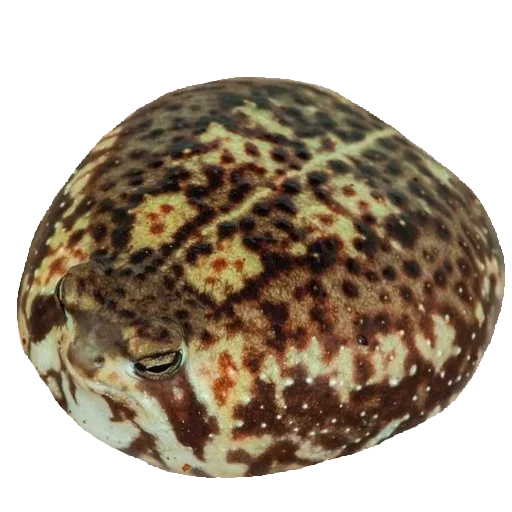 Sticker Toad