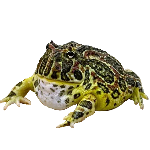 Sticker Toad