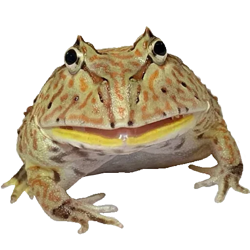 Sticker from the "Toad" sticker pack