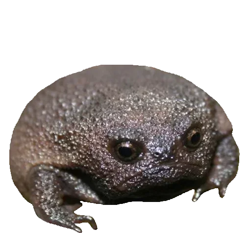 Sticker Toad