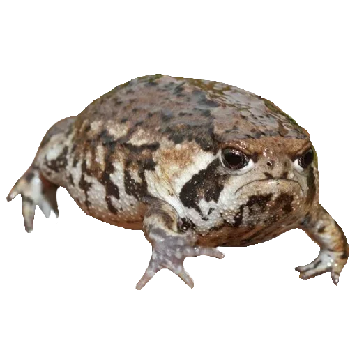 Sticker Toad