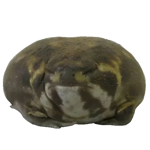 Sticker Toad