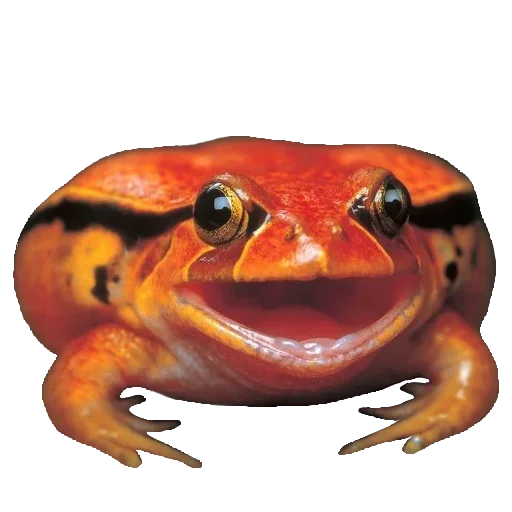 Sticker Toad