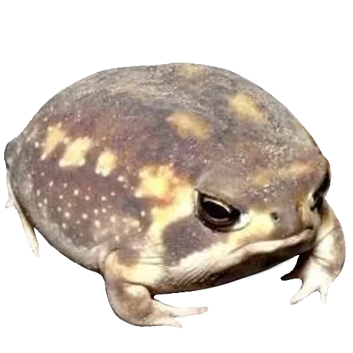 Sticker from the "Toad" sticker pack