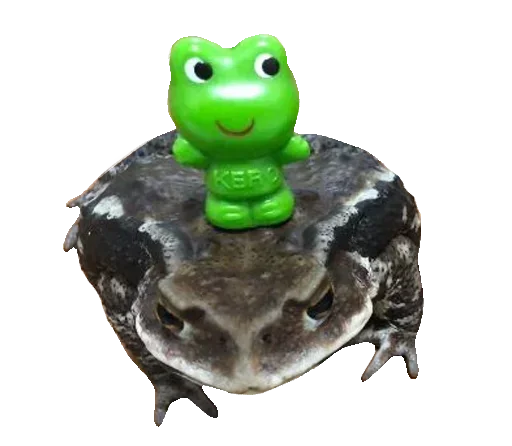 Sticker from the "Toad" sticker pack