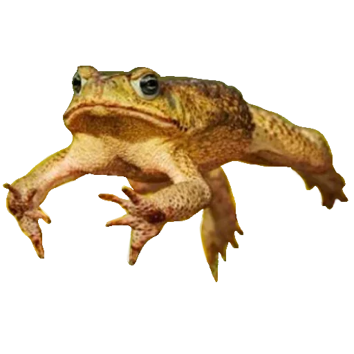 Sticker Toad